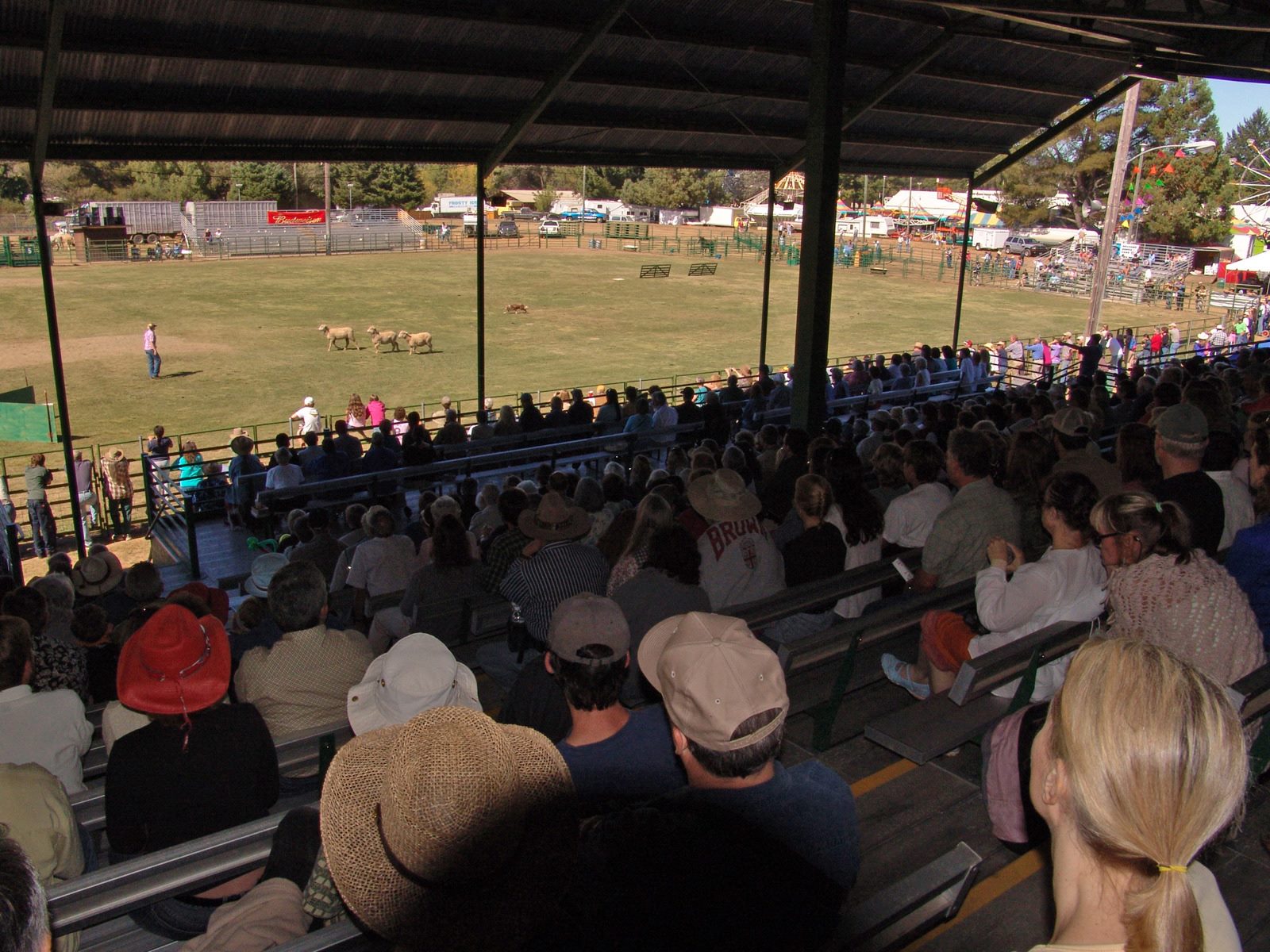 Mendocino sheepdog trial with view from grandstand