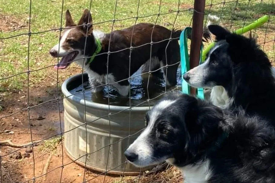 border collies in water trough watching the trial
