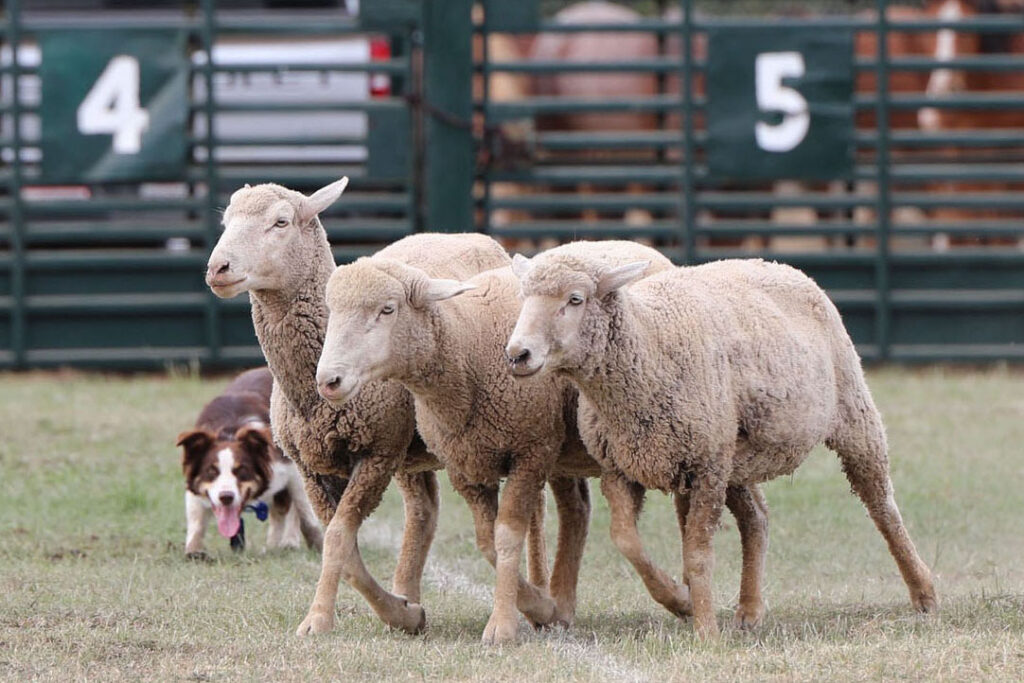 Red dog with three sheep