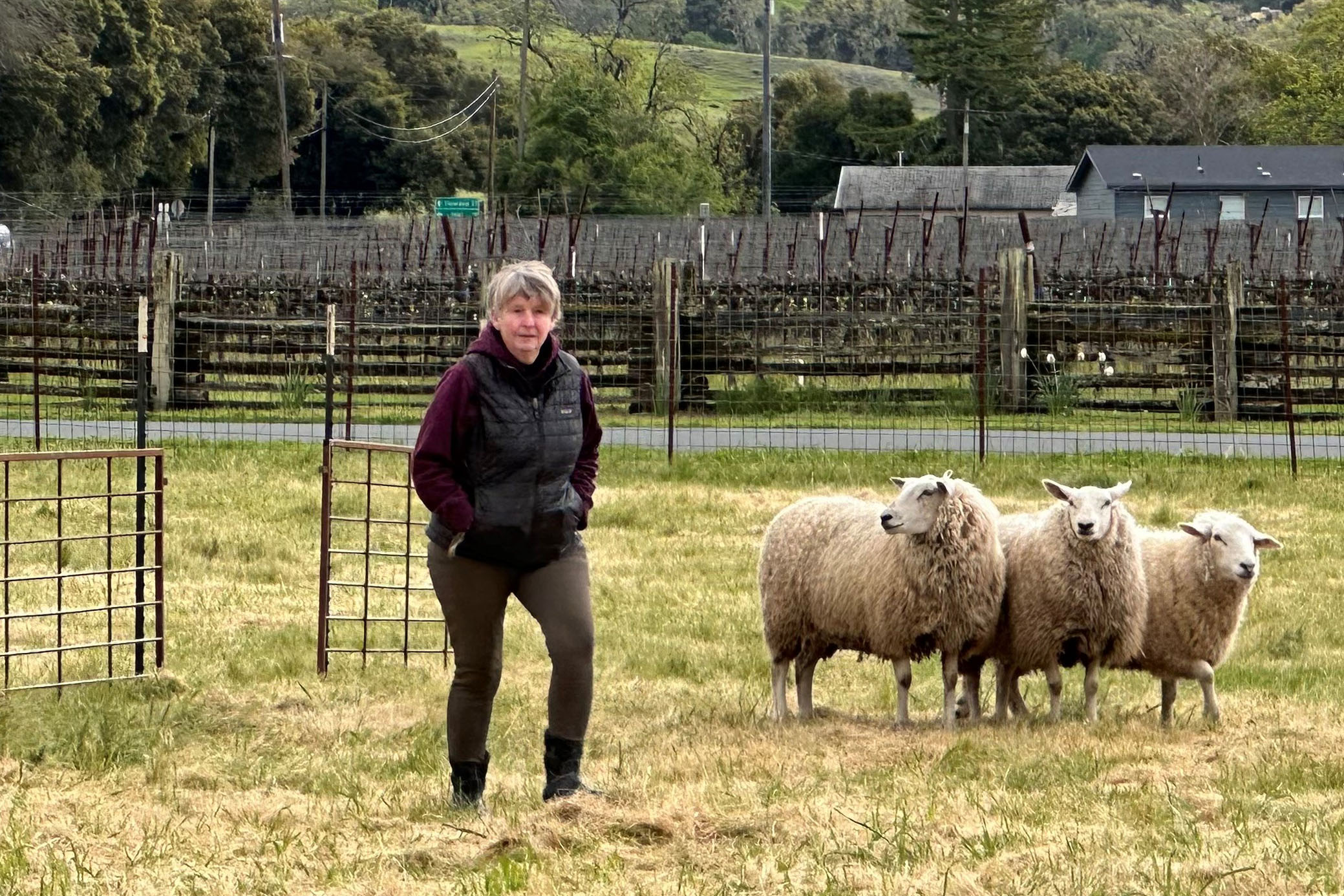 Ellen with three sheep in a field with green grass