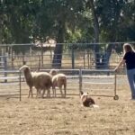 2025 Wool Growers Trial