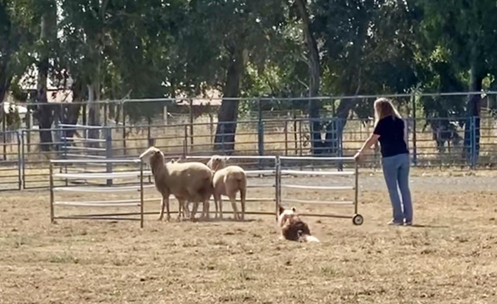 You are currently viewing 2025 Wool Growers Trial