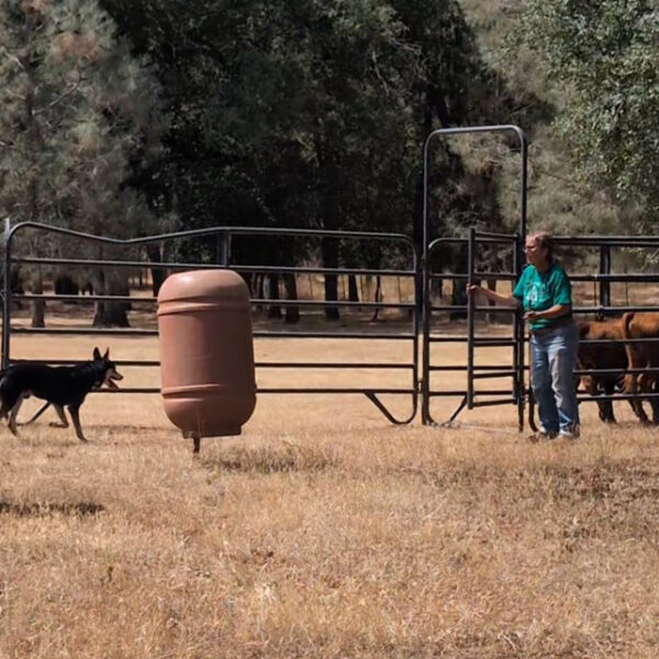 Meta and Ben penning cattle