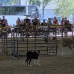 2026 Scottish Games Sheepdog Trial