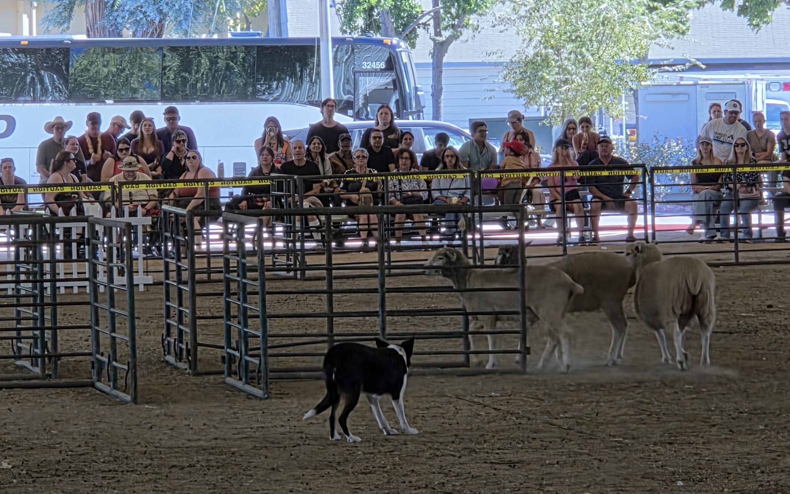 Read more about the article 2026 Scottish Games Sheepdog Trial